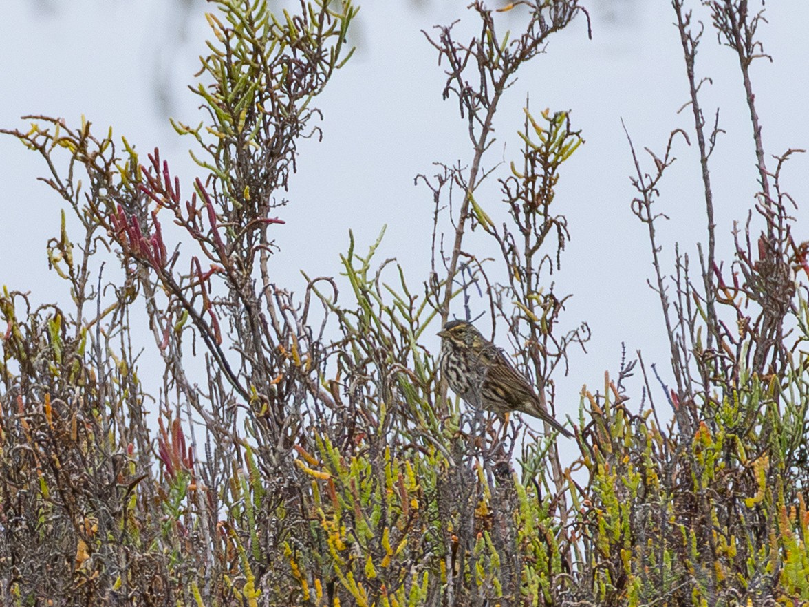 Savannah Sparrow (Belding's) - ML643095596