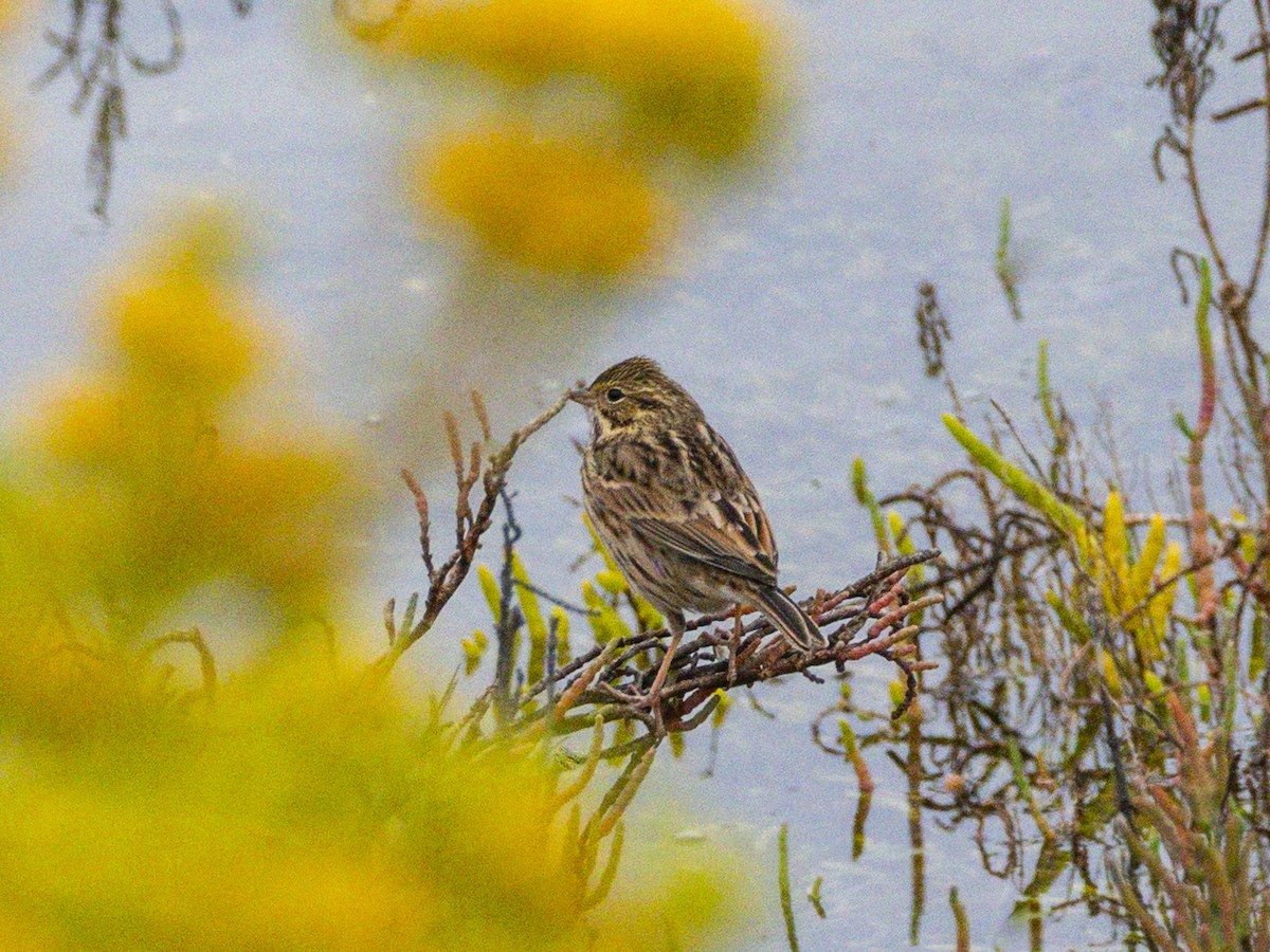 Savannah Sparrow (Belding's) - ML643095597