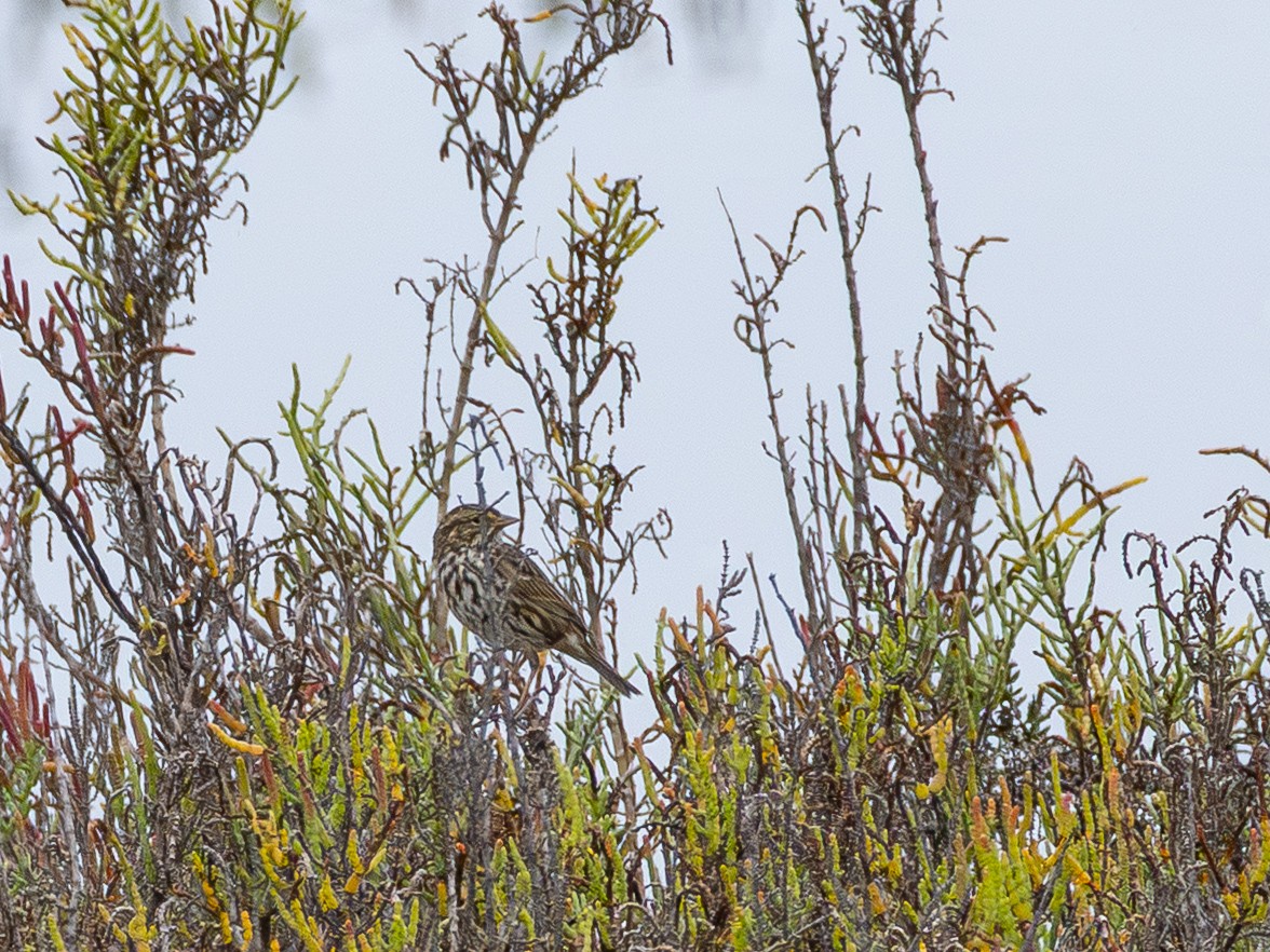 Savannah Sparrow (Belding's) - ML643095598