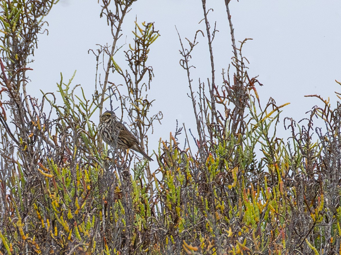 Savannah Sparrow (Belding's) - ML643095599