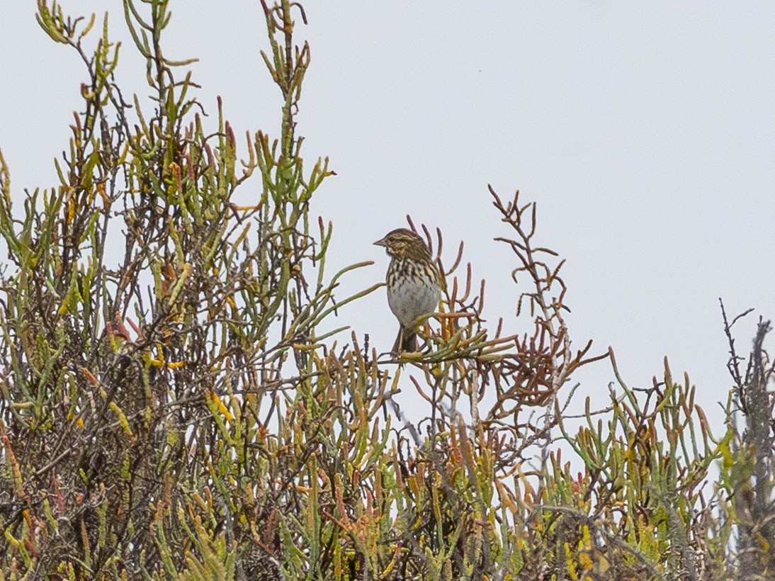 Savannah Sparrow (Belding's) - ML643095600