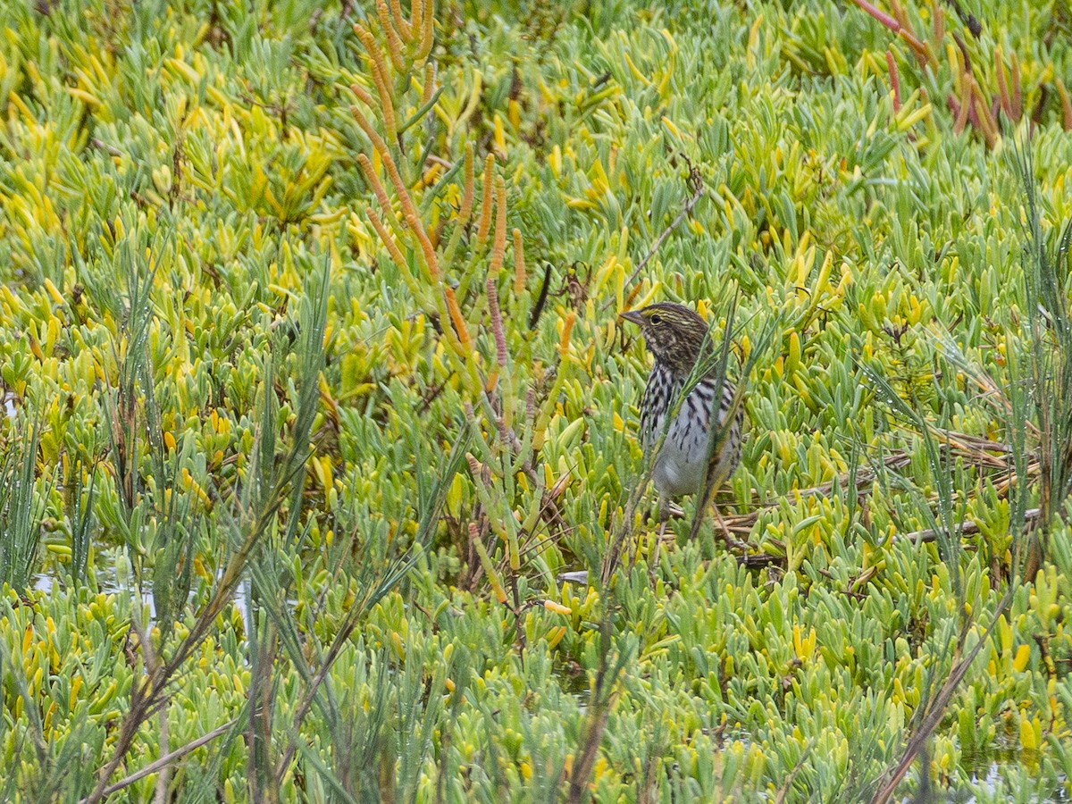 Savannah Sparrow (Belding's) - ML643095601
