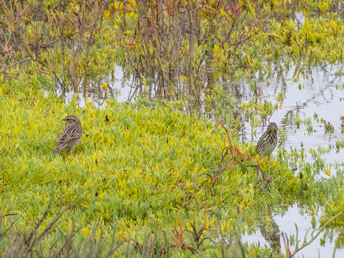 Savannah Sparrow (Belding's) - ML643095602