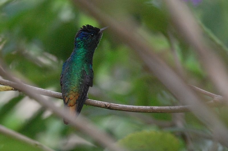 Golden-tailed Sapphire - ML643095607