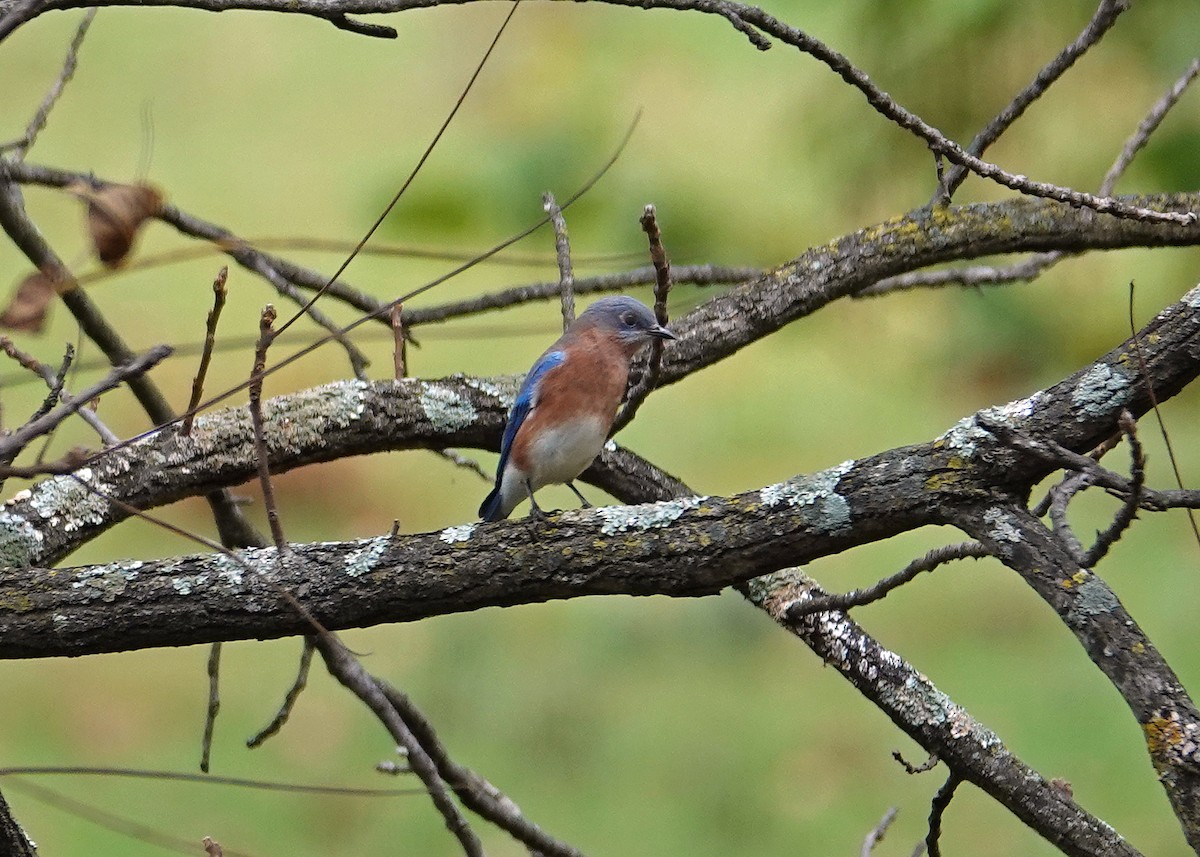 Eastern Bluebird - ML643095623