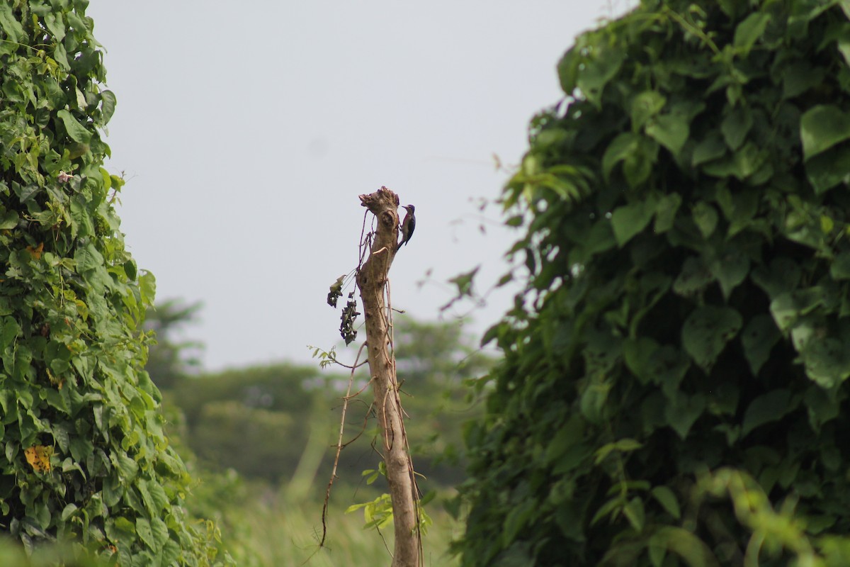 Puerto Rican Woodpecker - ML643095631