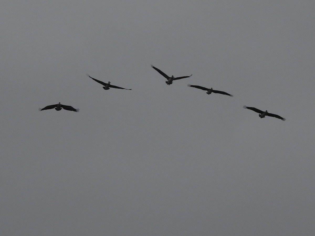 Brown Pelican - ML643095651