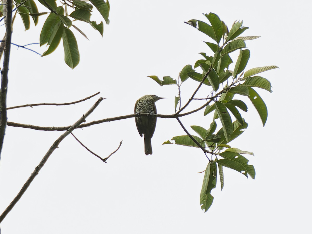 Spotted Honeyeater - ML643095653