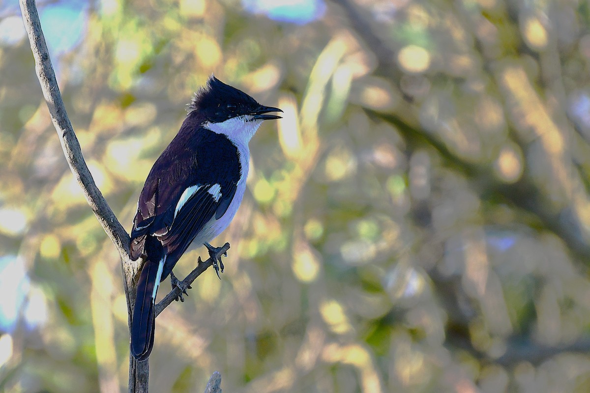 Fiscal Flycatcher - ML643095656