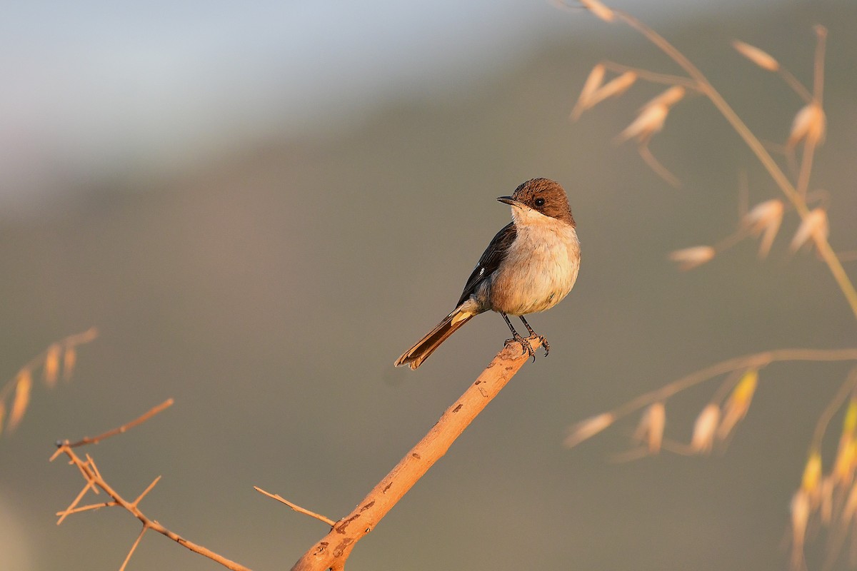 Fiscal Flycatcher - ML643095657