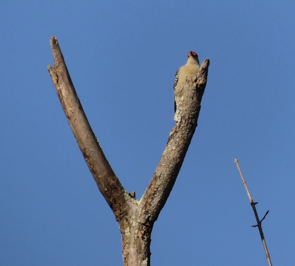 datel karolínský - ML643095690