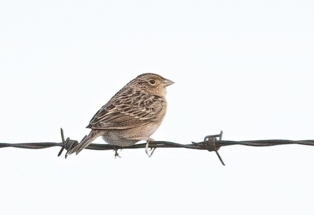 Grasshopper Sparrow - ML643095727