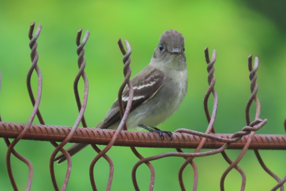 Eastern Wood-Pewee - ML643095730