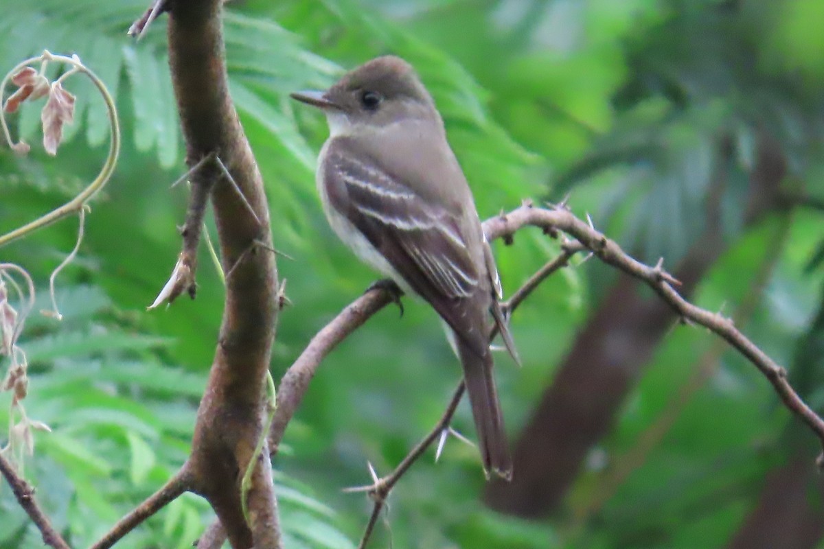 Eastern Wood-Pewee - ML643095732