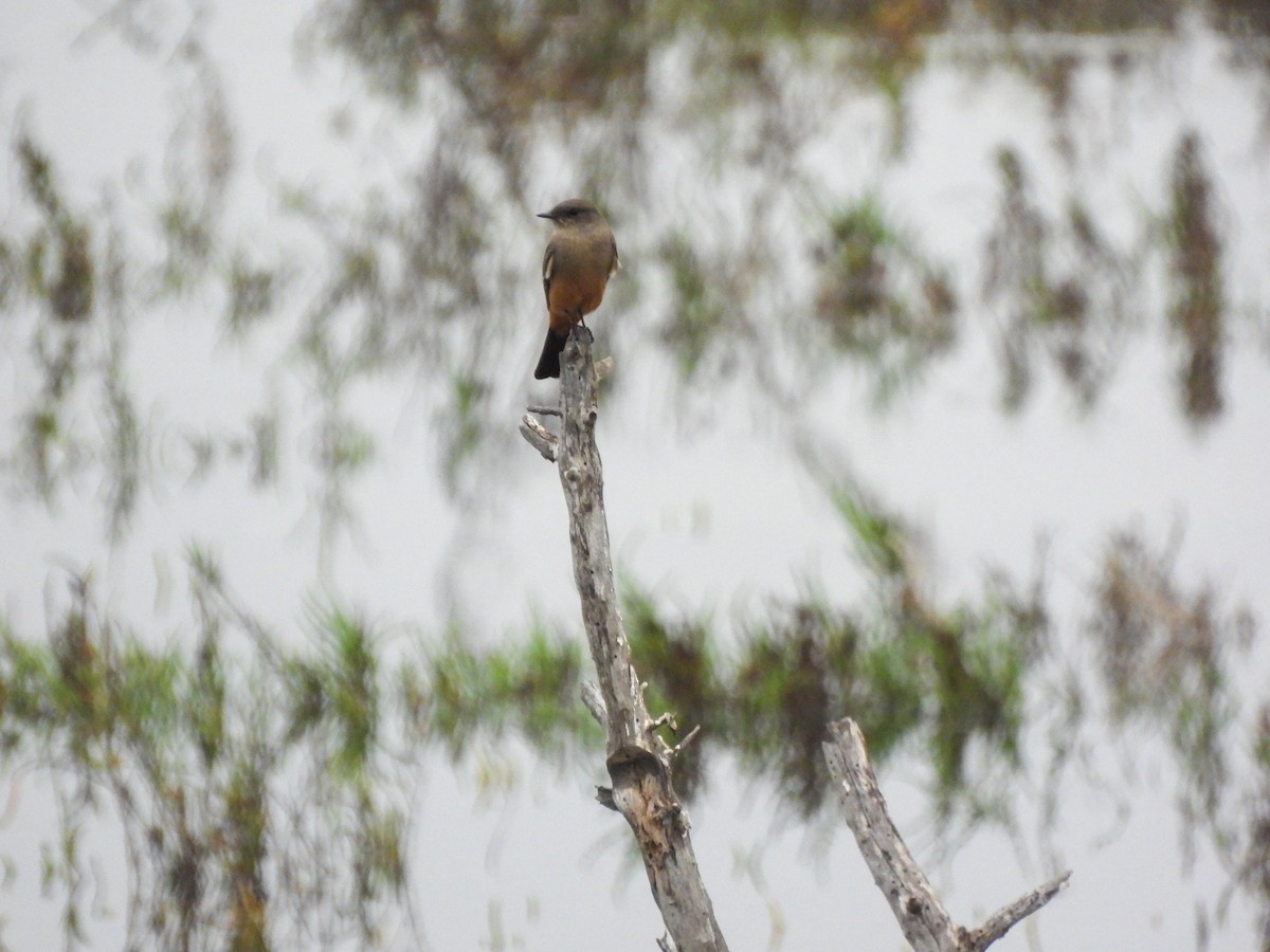 Say's Phoebe - ML643095759