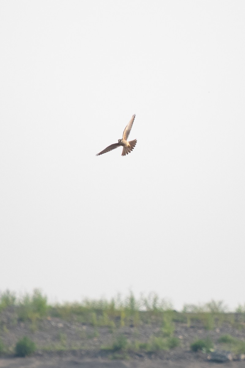 American Kestrel - ML643095761