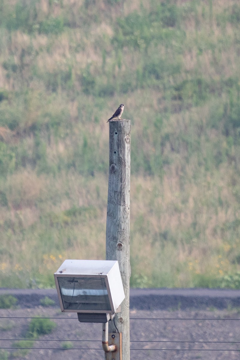 American Kestrel - ML643095762