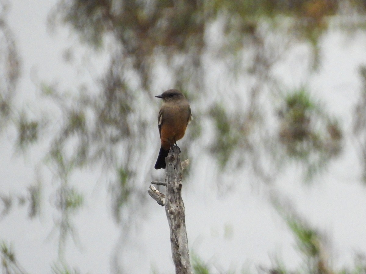 Say's Phoebe - ML643095763