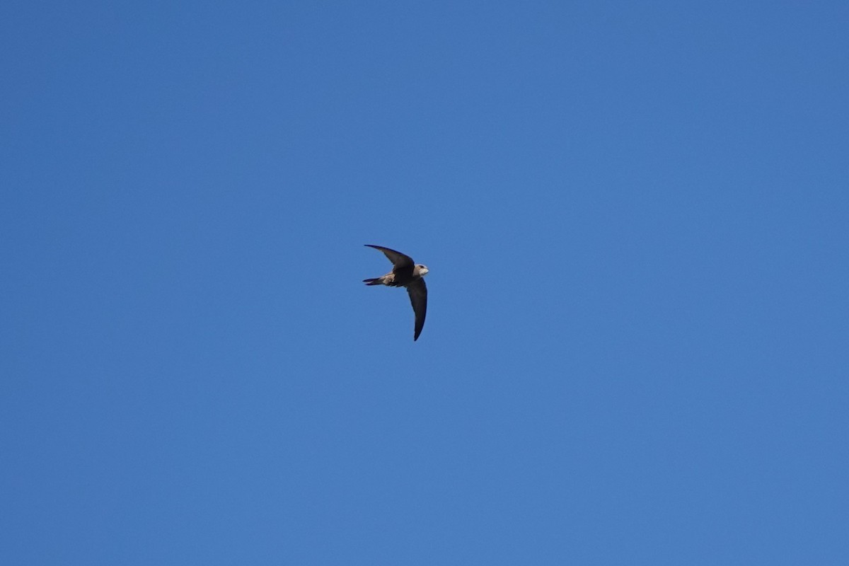 Pallid Swift - ML643095768