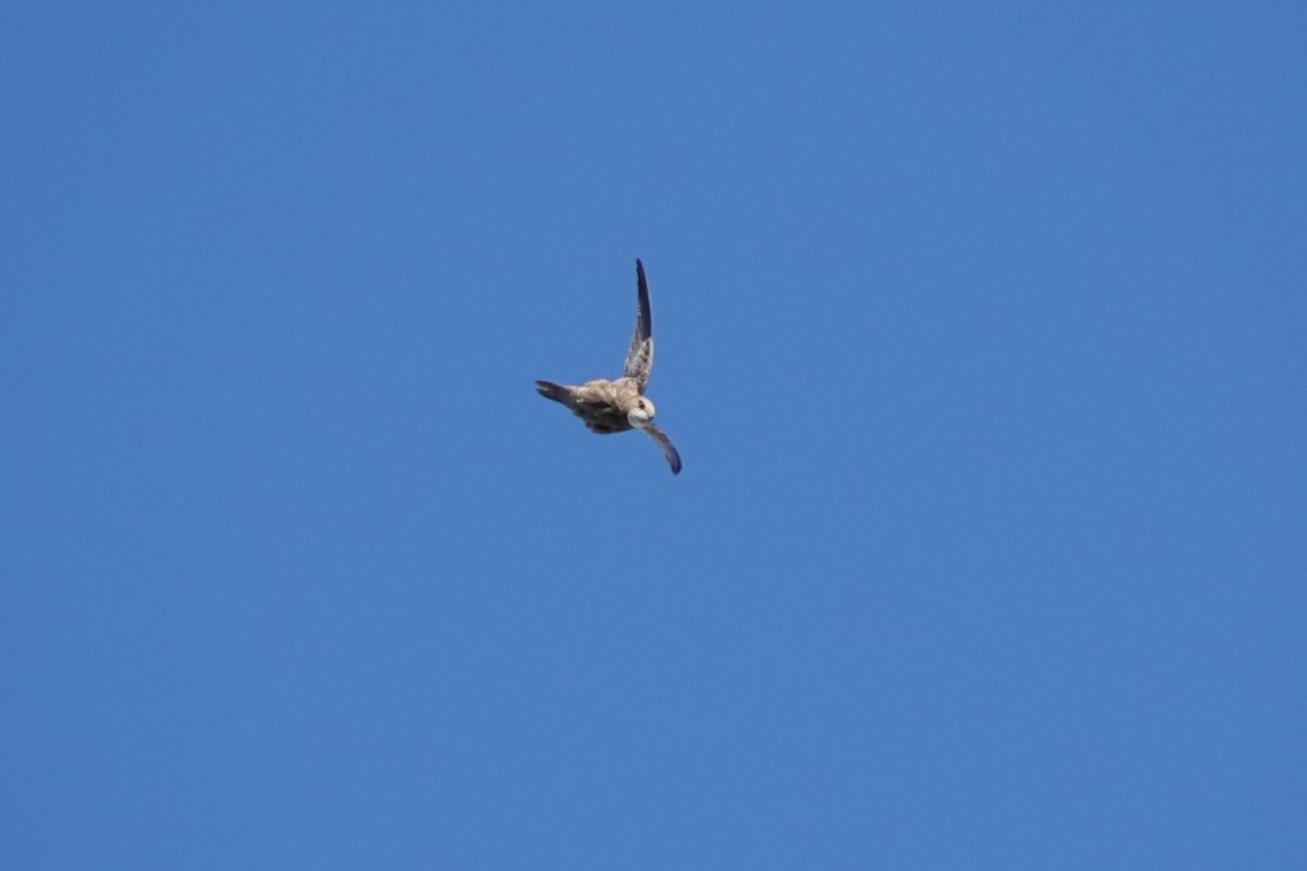 Pallid Swift - ML643095769