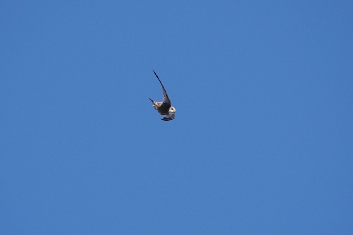 Pallid Swift - ML643095771