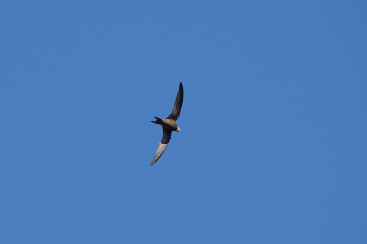 Pallid Swift - ML643095772