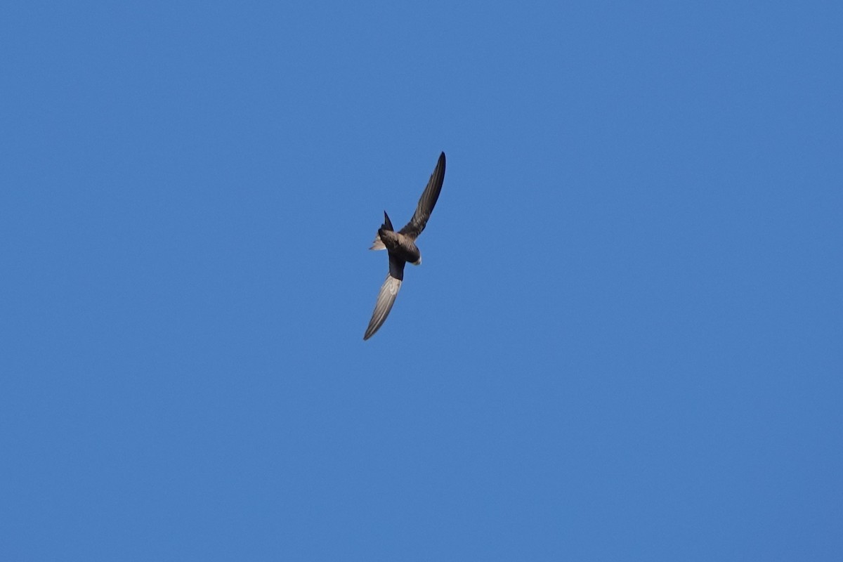Pallid Swift - ML643095773