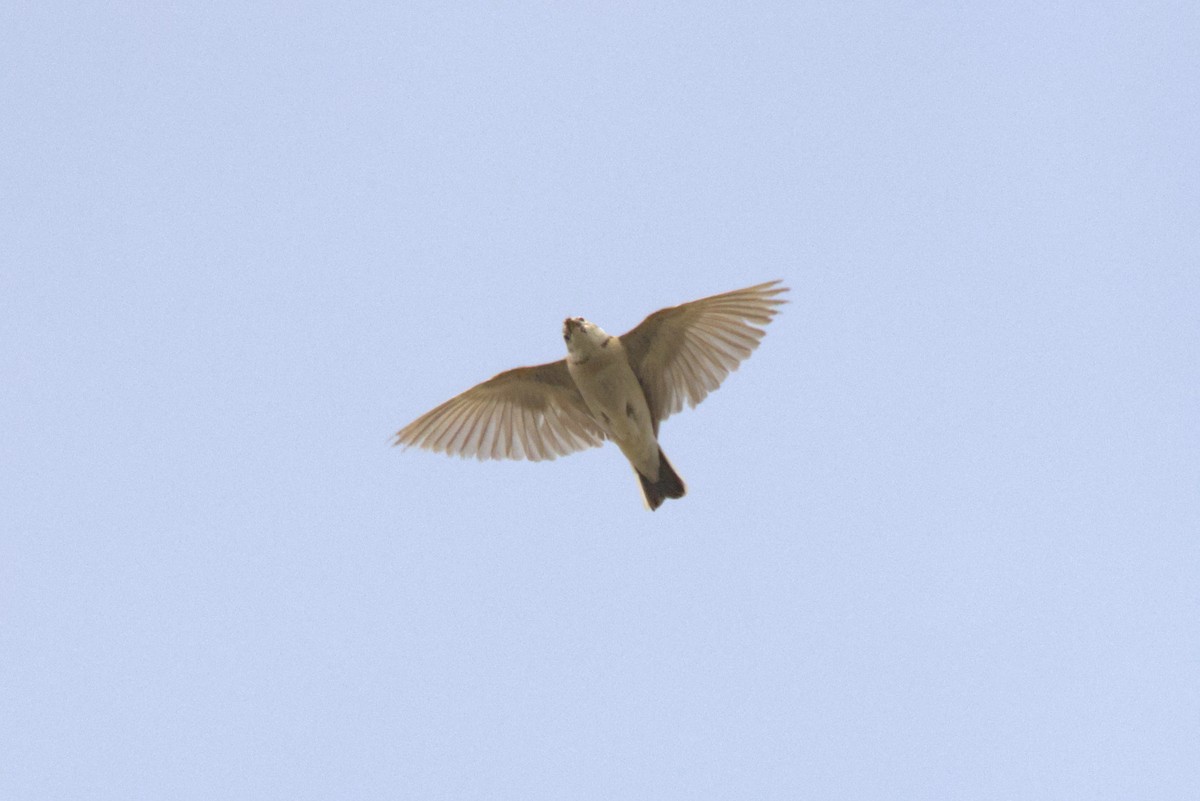 Mongolian Short-toed Lark - ML643095790