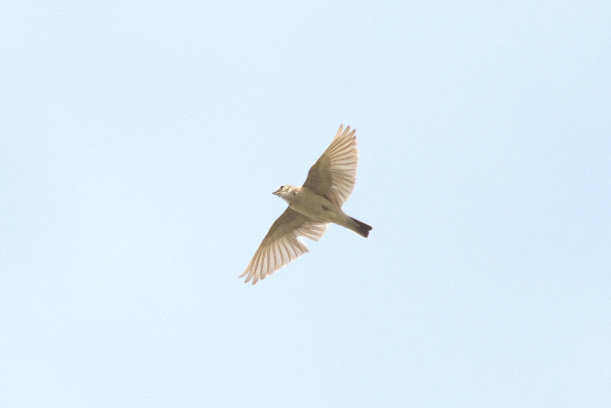 Mongolian Short-toed Lark - ML643095791
