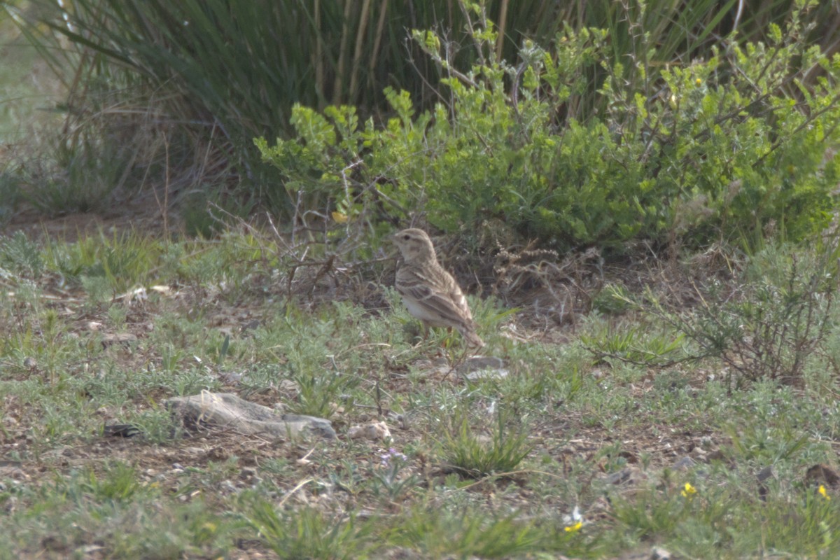 Mongolian Short-toed Lark - ML643095792