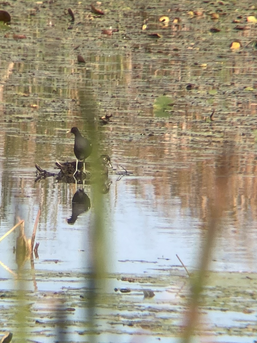 Common Gallinule - ML643095797