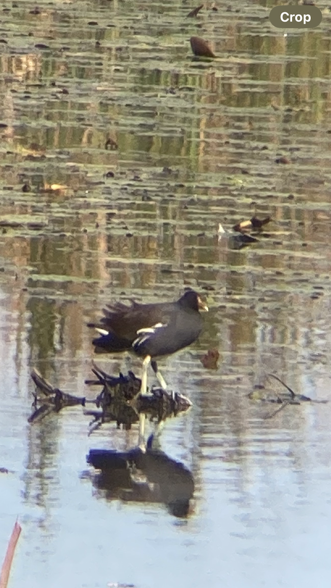Common Gallinule - ML643095798