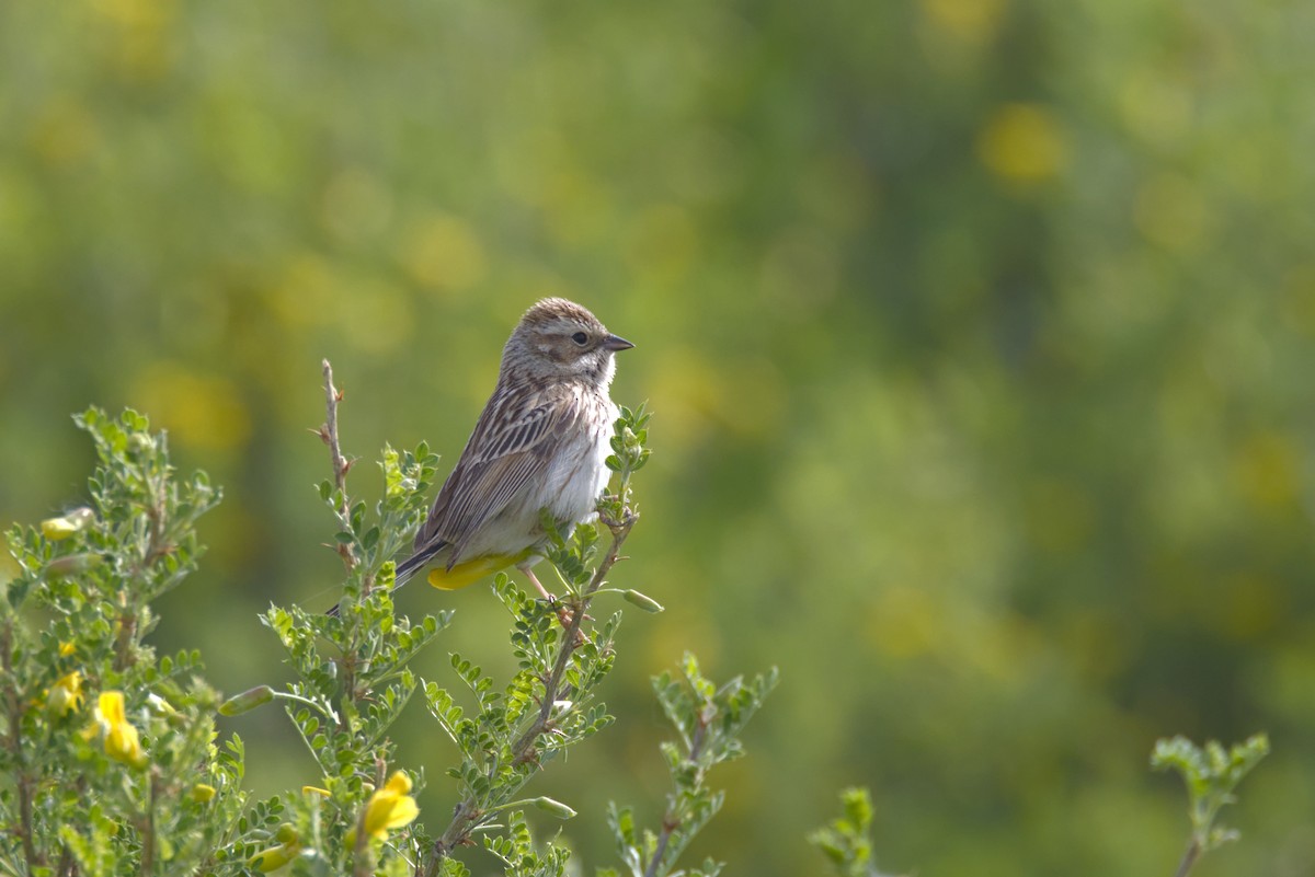 シベリアジュリン - ML643095799
