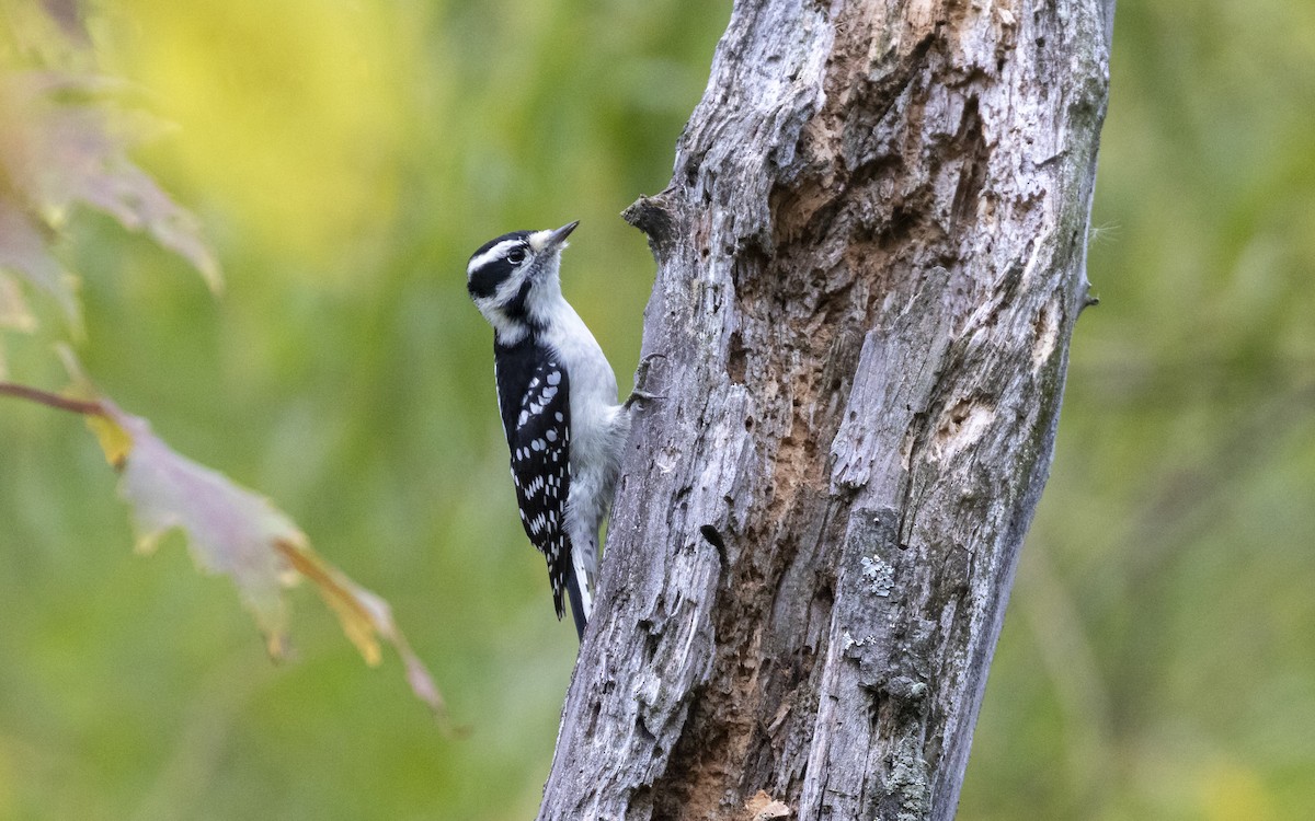Downy Woodpecker - ML643095857