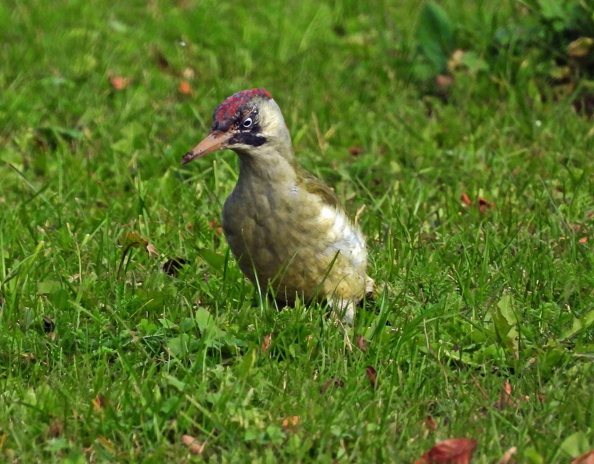 Eurasian Green Woodpecker - ML643095877