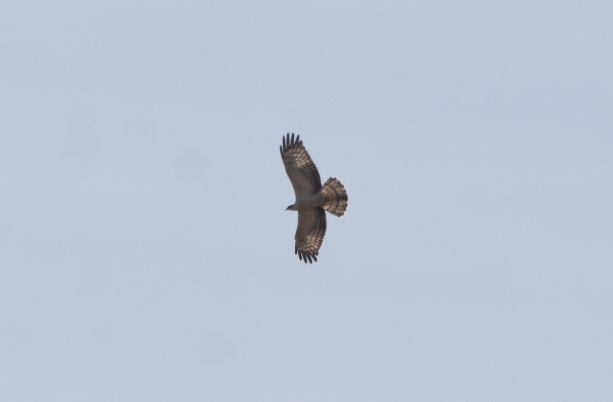 European Honey-buzzard - ML643095880