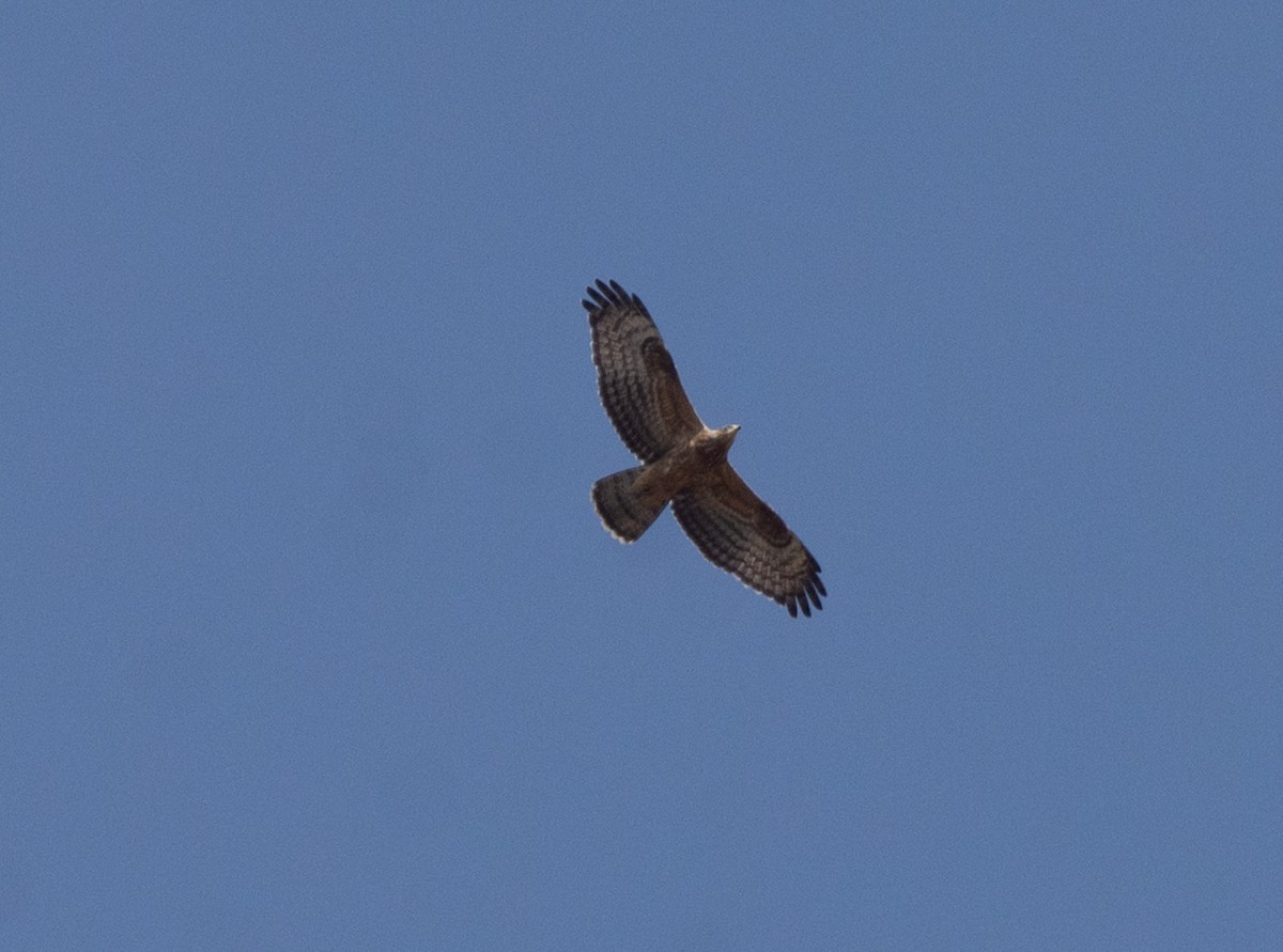 European Honey-buzzard - ML643095881