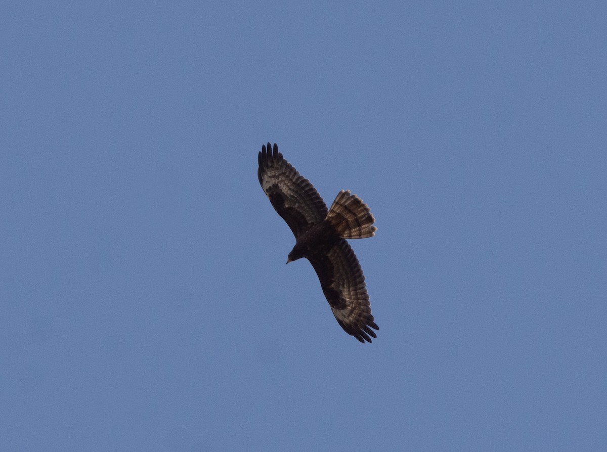 European Honey-buzzard - ML643095882