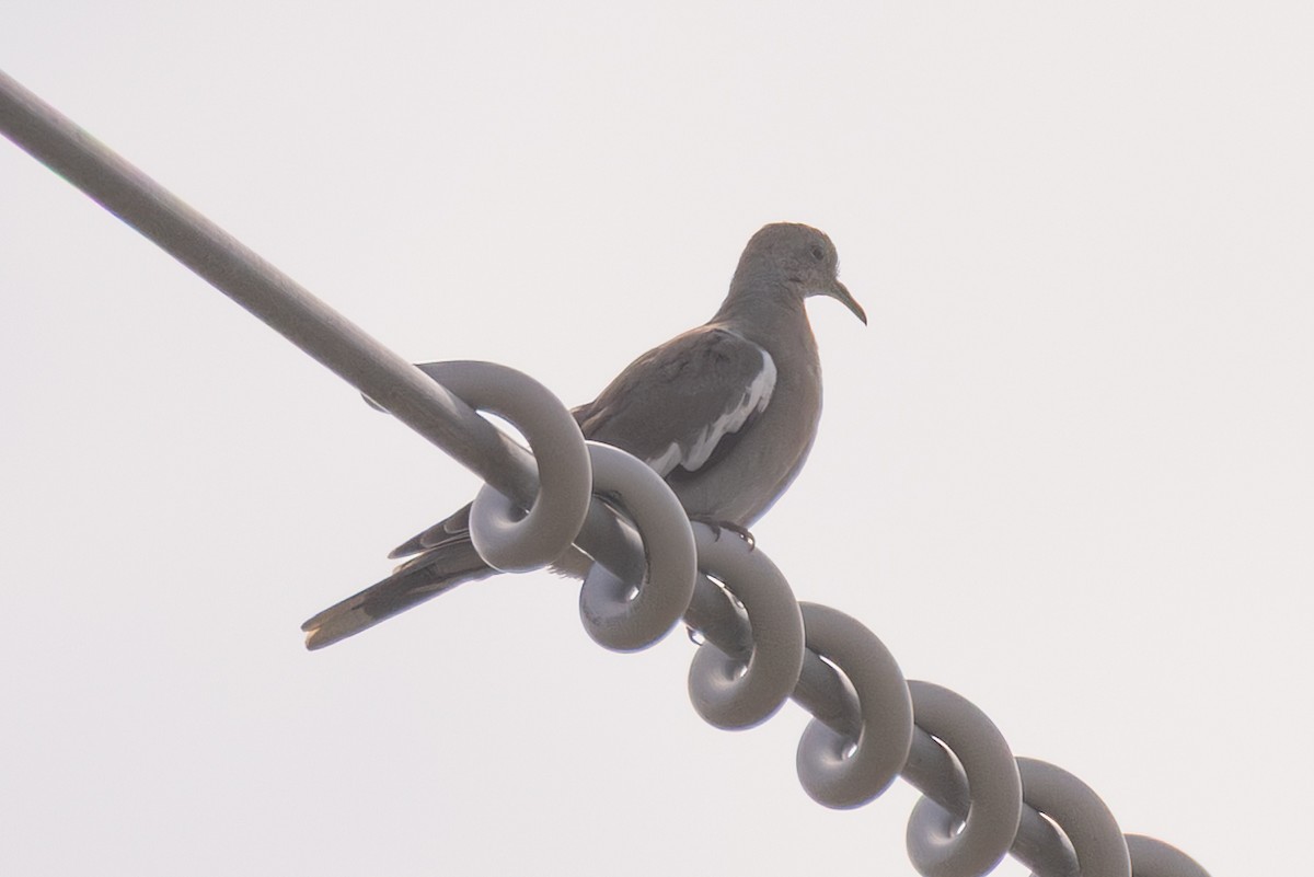 White-winged Dove - ML643095890