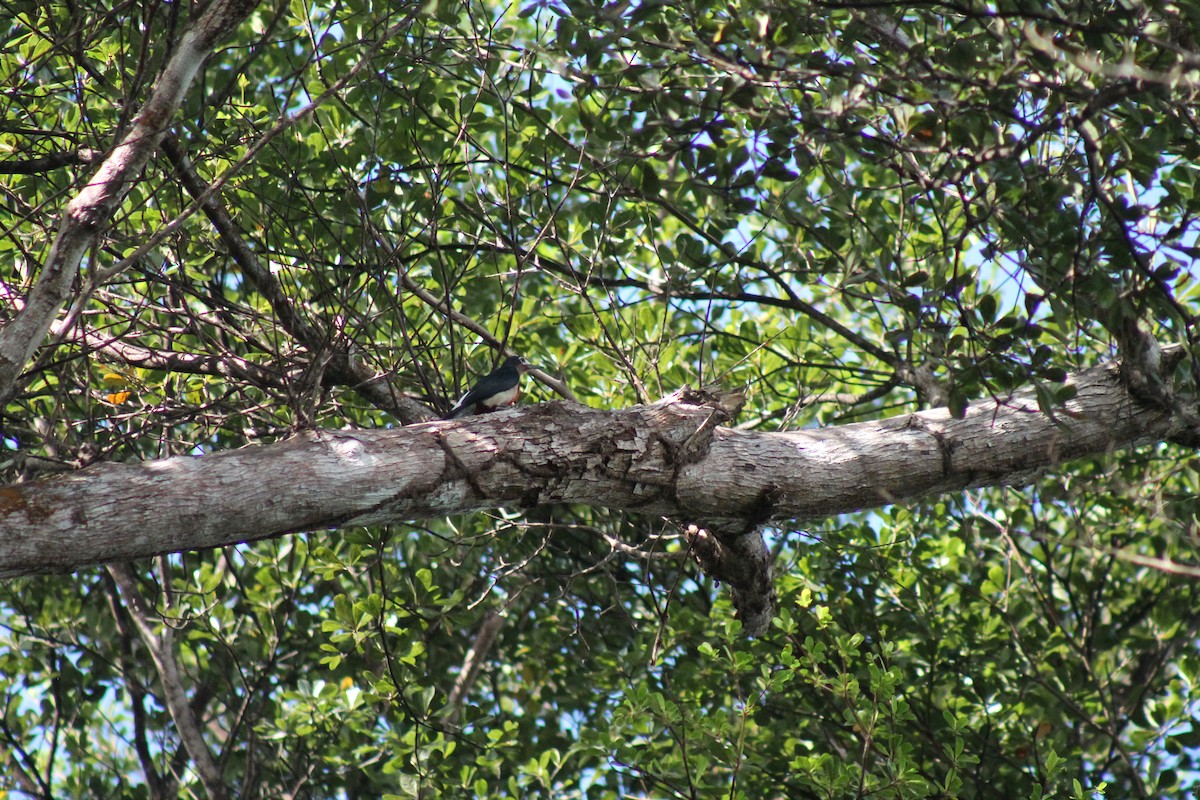 Puerto Rican Woodpecker - ML643095915