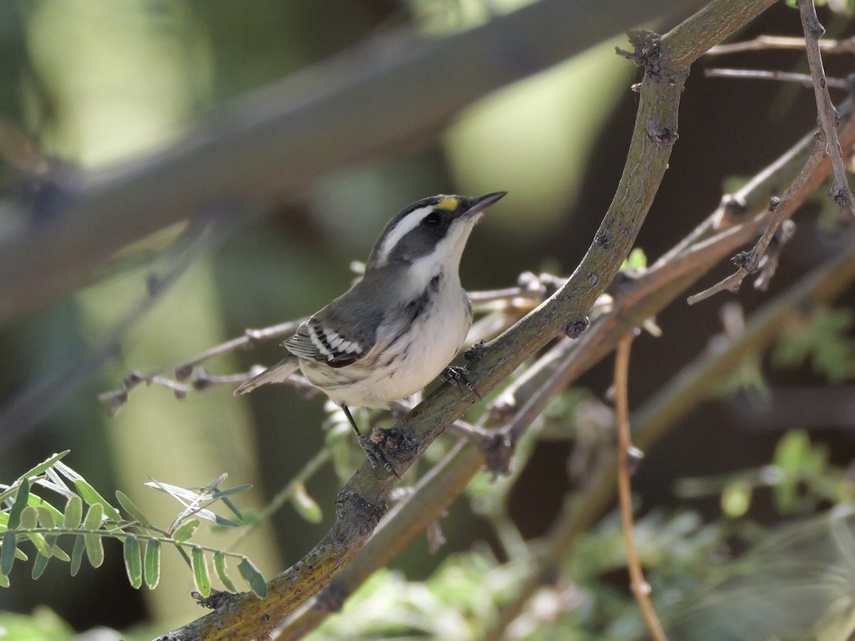 Black-throated Gray Warbler - ML643095921