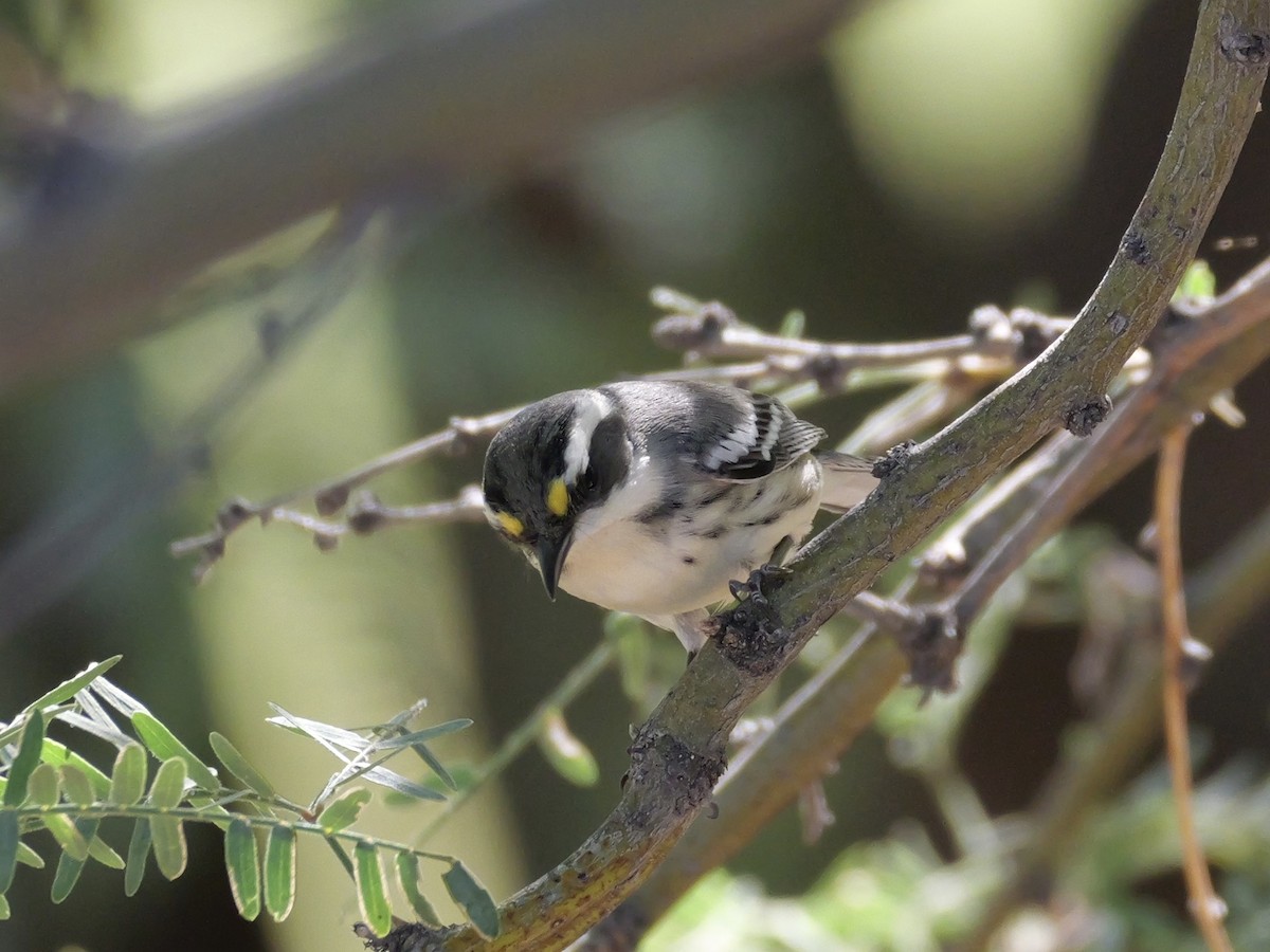 Black-throated Gray Warbler - ML643095922