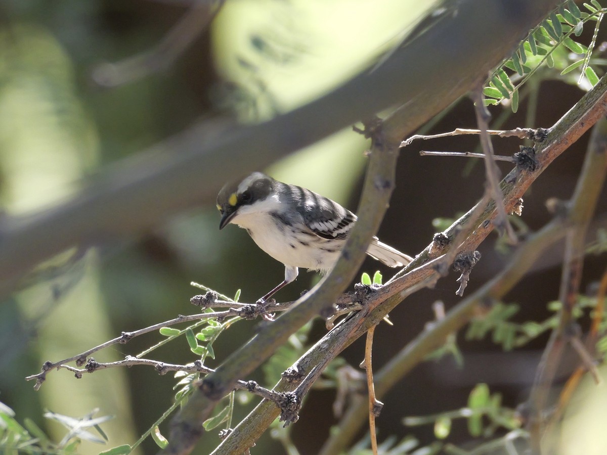 Black-throated Gray Warbler - ML643095923