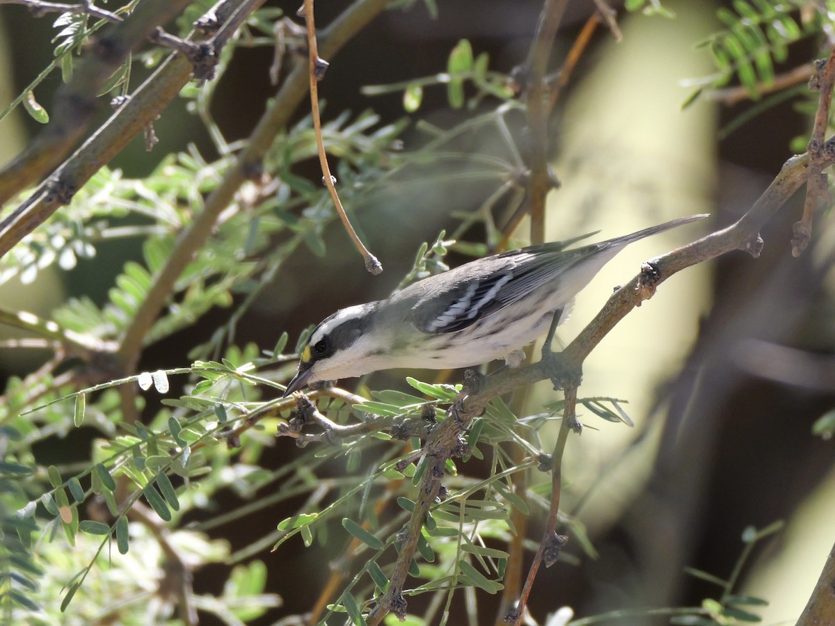Black-throated Gray Warbler - ML643095924