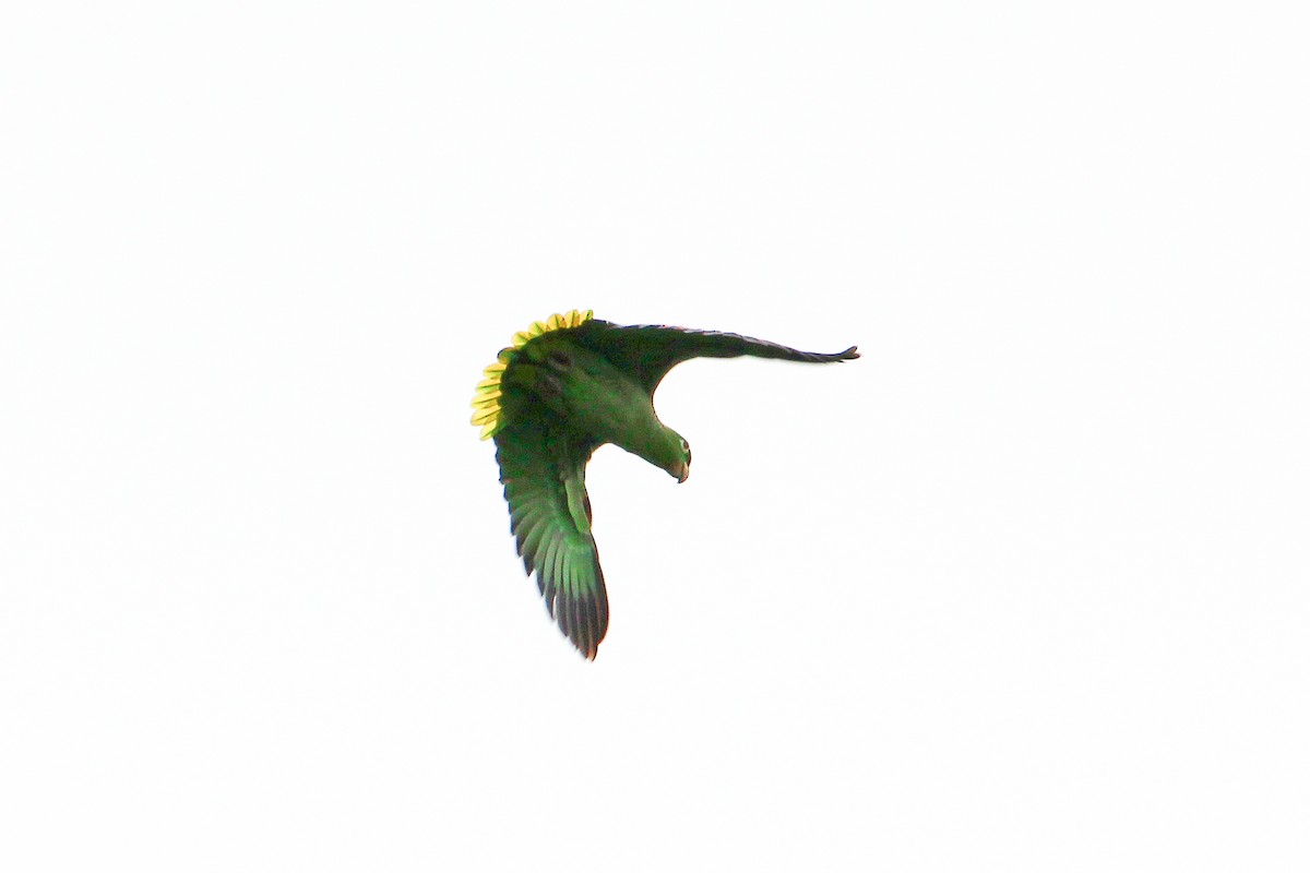 melamazon - ML643095932