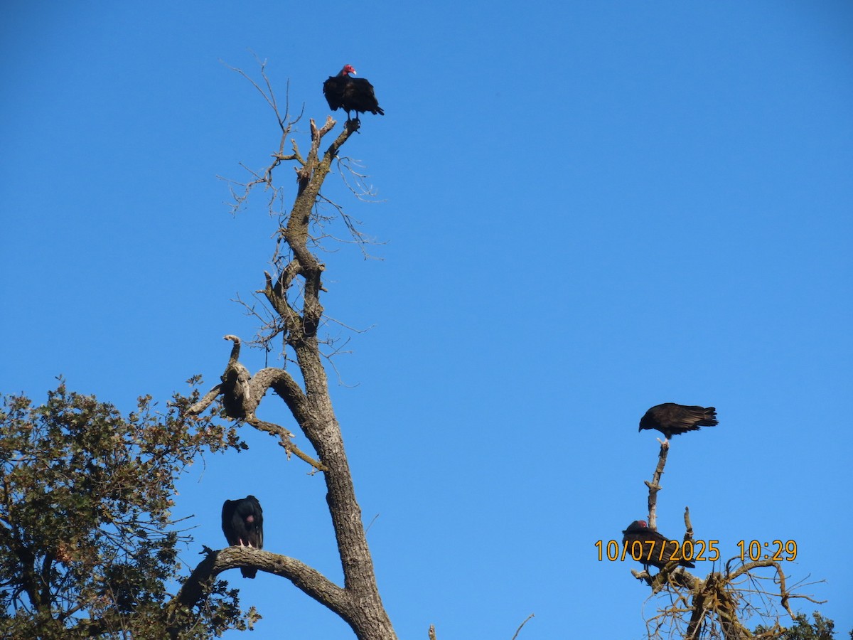 Turkey Vulture - ML643095937
