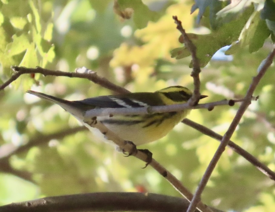 Townsend's Warbler - ML643095956