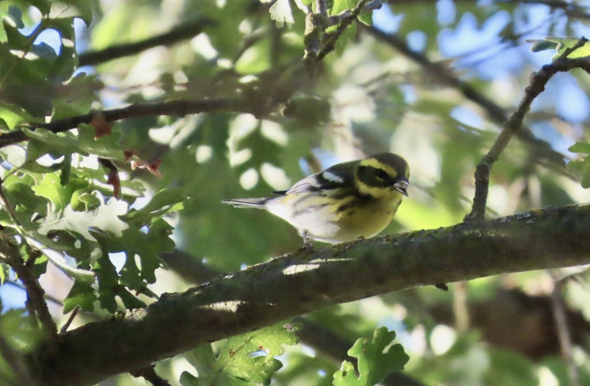 Townsend's Warbler - ML643095957