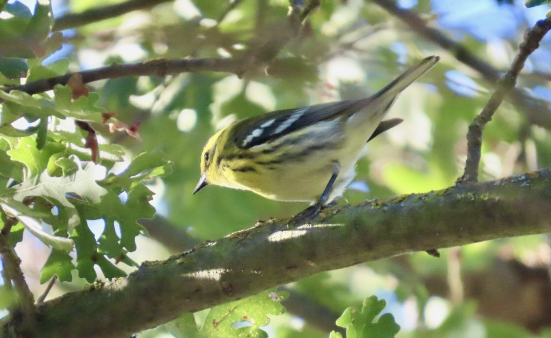 Townsend's Warbler - ML643095958