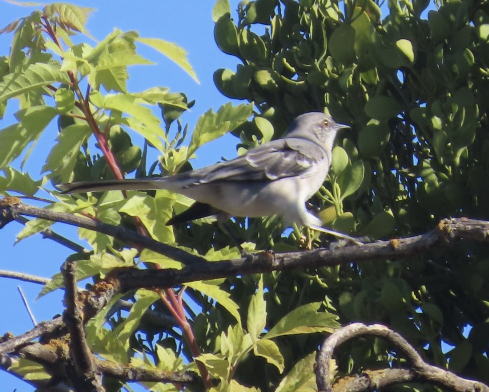 Northern Mockingbird - ML643095961